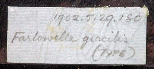 Farlowella gracilis Regan, 1904 - 1902.5.29.180; Farlowella gracilis; image of jar label; ACSI project image