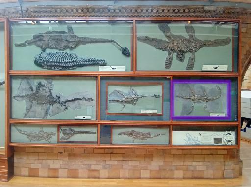 Thalassiodracon hawkinsi (Owen, 1838) - Location in Fossil Way: NHMUK PV OR 2020*