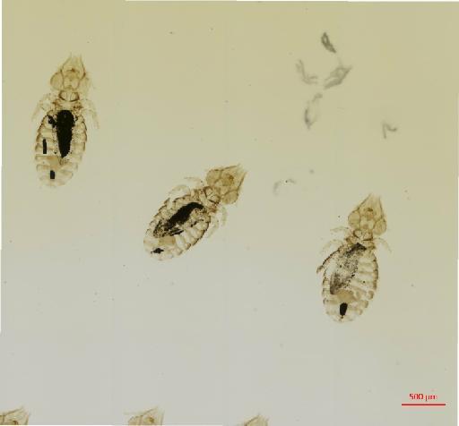 Sturnidoecus galbula Tendeiro, 1963 - 010694499__2017_08_11-Scene-2-ScanRegion1