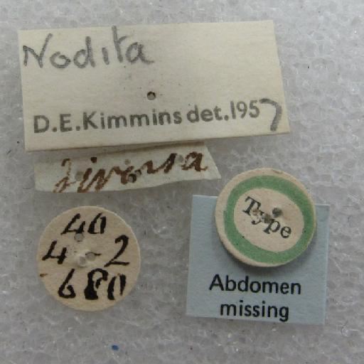 Nodita diversa Walker - Chrysopa diversa BMNHE 1241758 no abdomen labels
