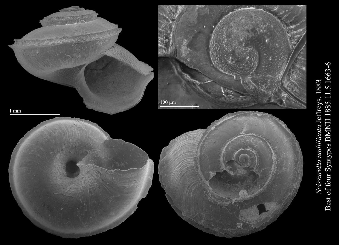 To NHMUK collection (Scissurella umbilicata Jeffreys, 1883; PARALECTOTYPES; NHMUK:ecatalogue:2799824)