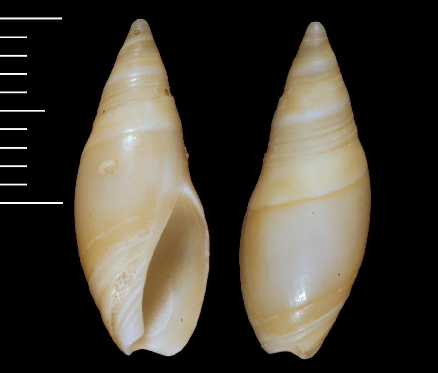 To NHMUK collection (Baryspira fusiformis gaza Iredale, 1924; SYNTYPE; NHMUK:ecatalogue:3500114)