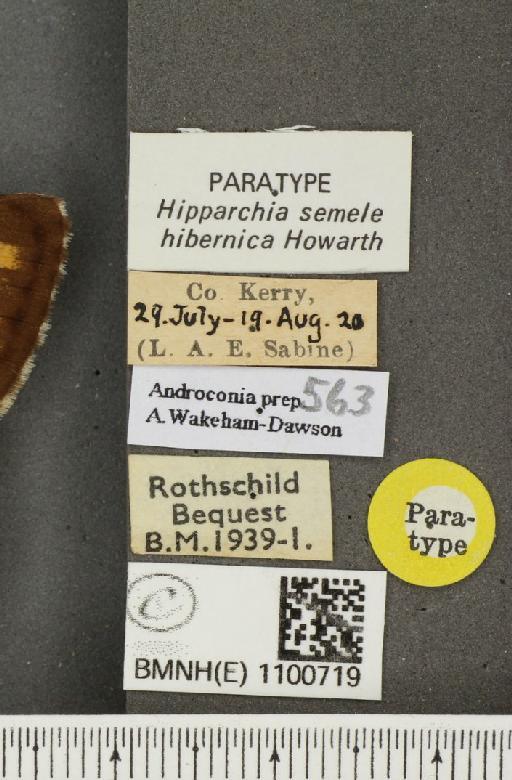 Hipparchia semele hibernica Howarth, 1971 - BMNHE_1100719_label_11808