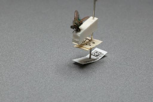 Sarcophaga (Myorhina) nigriventris Meigen, 1826 - 015091679_additional_3
