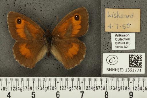 Pyronia tithonus britanniae (Verity, 1914) - BMNHE_1361771_160645