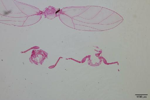 Trioza ghanaensis Hollis, 1984 - 010718914_c