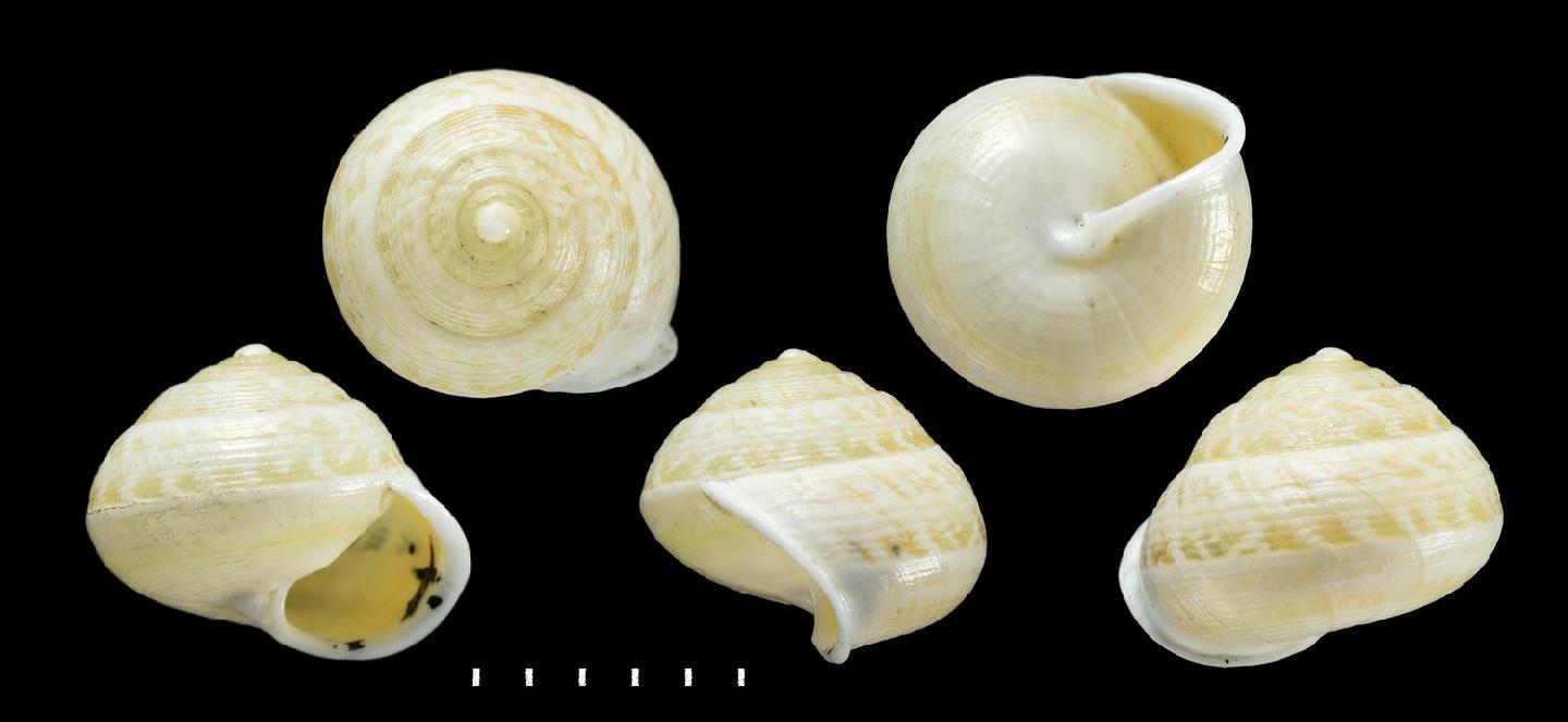 To NHMUK collection (Helicina arenicola Morelet, 1849; SYNTYPE(S); NHMUK:ecatalogue:7788075)