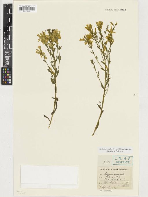 Genista tinctoria L. subsp. tinctoria - BM001036315