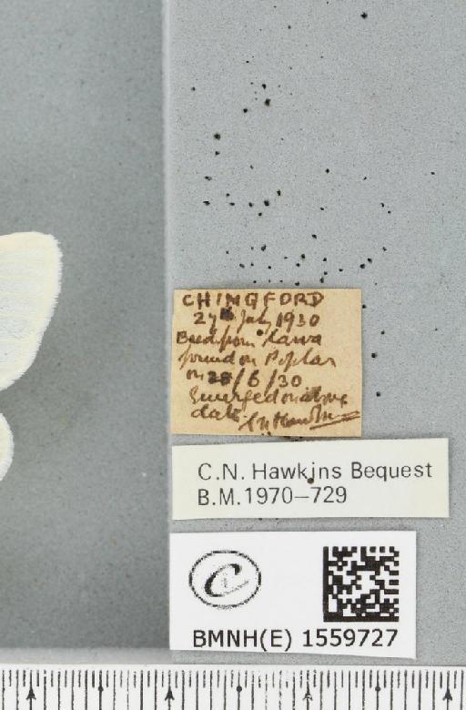 Leucoma salicis (Linnaeus, 1758) - BMNHE_1559727_label_250847