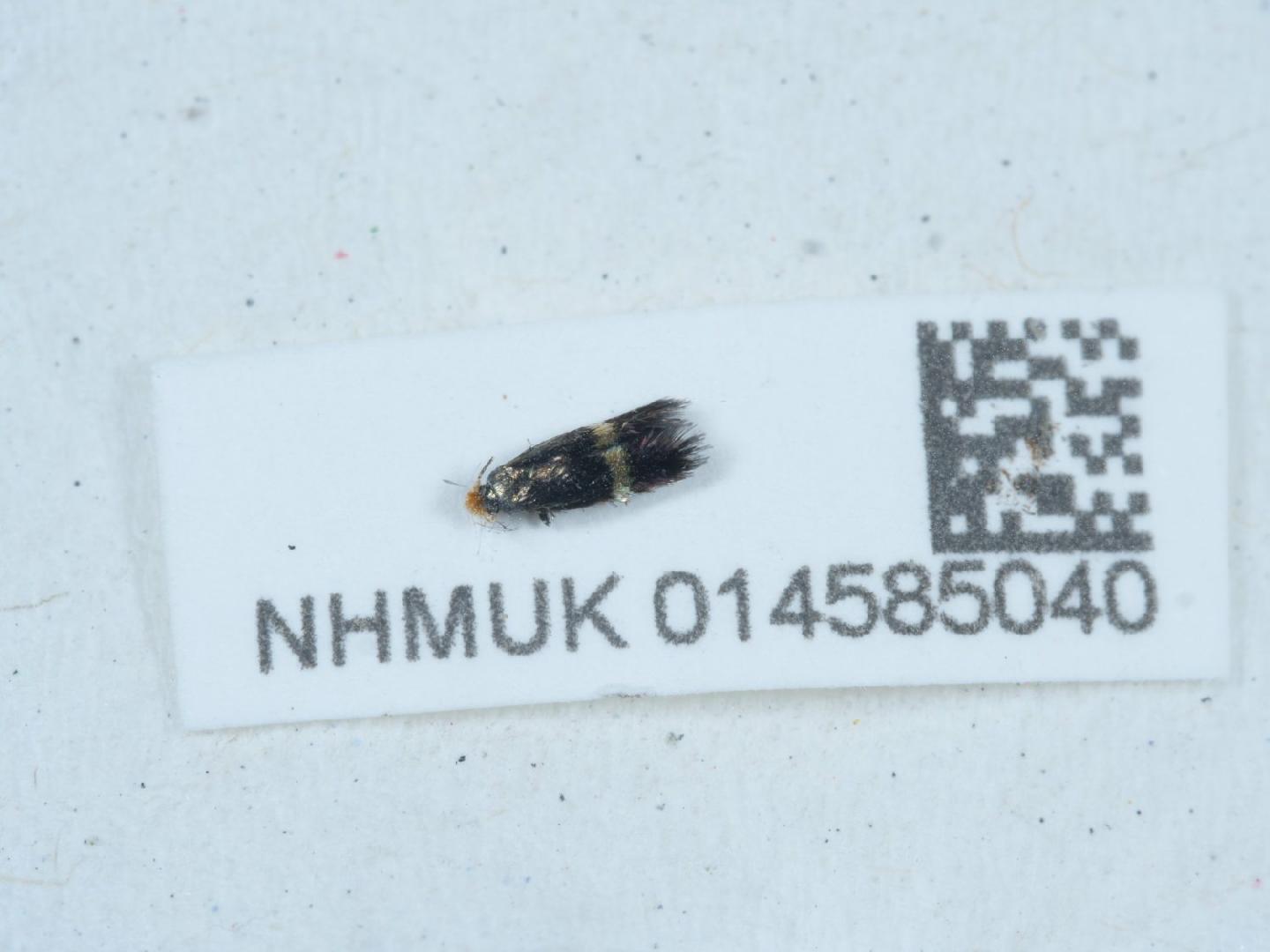 Stigmella auromarginella thumbnail