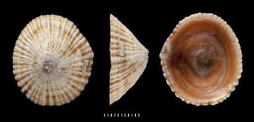 Siphonaria laeviscula Sowerby, 1835 - Siphonaria laeviscula Sowerby, 1835 - SYNTYPES - 1981007