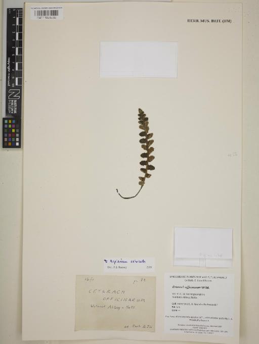 Asplenium ceterach L. - BM011028293