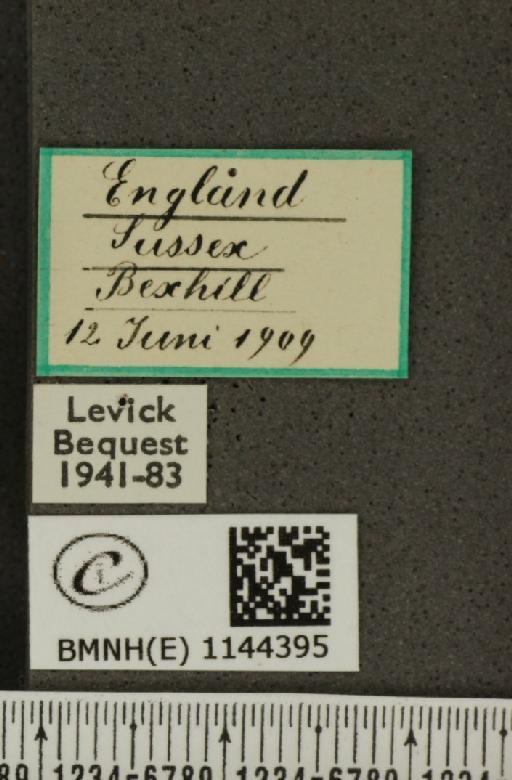 Leptidea sinapis sinapis Linnaeus, 1758 - BMNHE_1144395_label_98976