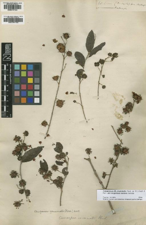 Anogeissus acuminata (Roxb. ex DC.) Guill., Perr. & A.Rich. - BM000757081