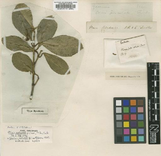 Garcinia pedicellata (Forst) Seem. - BM000528781
