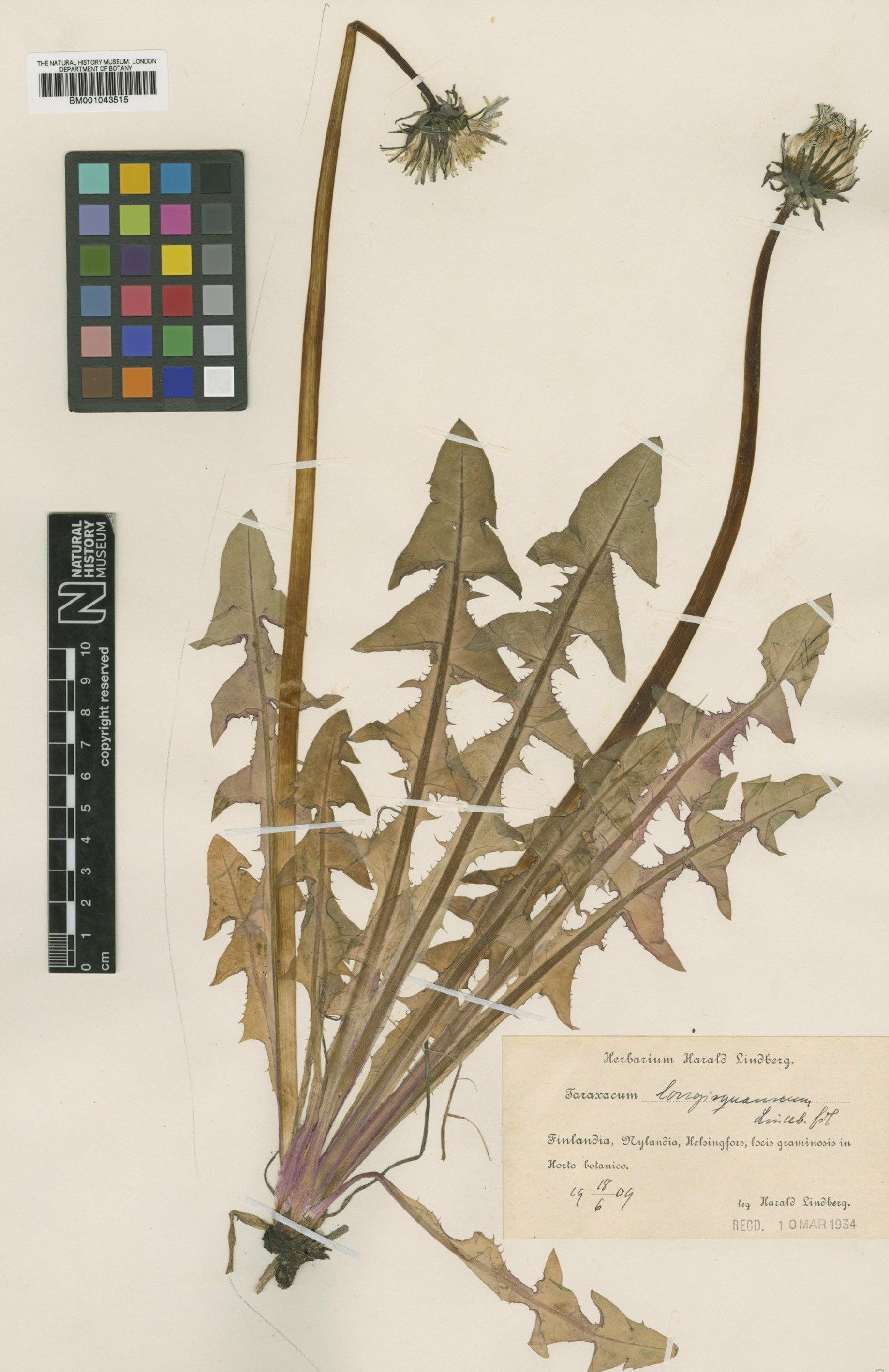 To NHMUK collection (Taraxacum longisquameum Lindb; Type; NHMUK:ecatalogue:1999287)