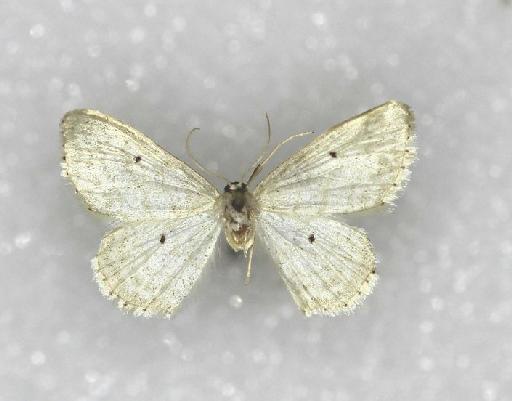 Idaea mancipiata repagulata (Prout in Seitz, 1913) - Ptychopoda mancipiata repagulata Prout syntype male 1055491