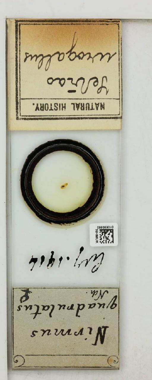 Lagopoecus pallidovittatus Grube, 1851 - 010680992_816433_1430172