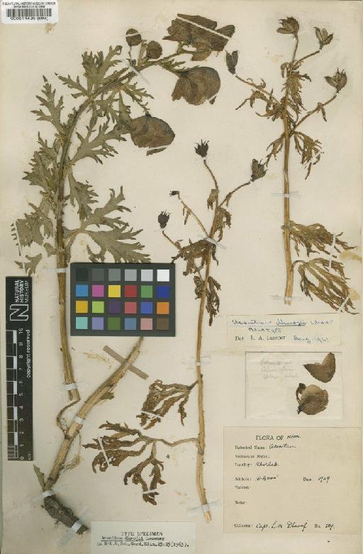 Aconitum dhwojii Lauener - BM000514435