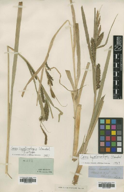 Carex hyalinolepis Steud. - BM001042067
