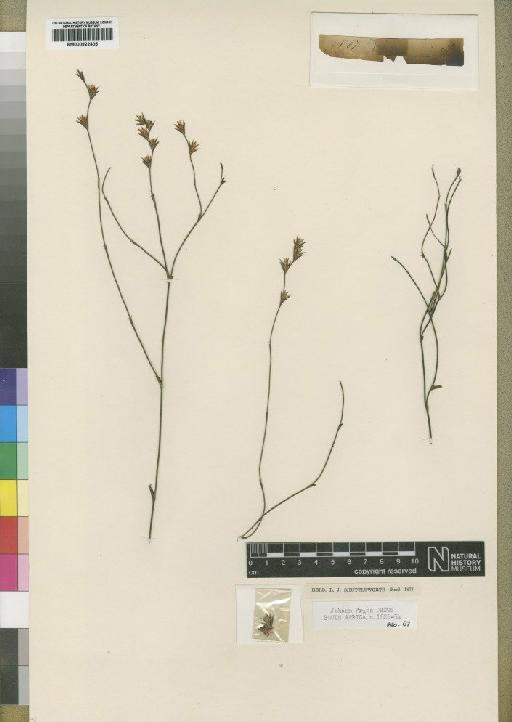Calopsis impolita (Kunth) H.P.Linder - BM000922405
