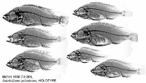 Astatotilapia paludinosa Greenwood, 1980 - BMNH 1956.7.9.266-290, Astatotilapia paludinosa, HOLOTYPE, Radiograph