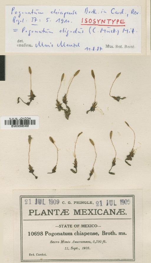 Pogonatum oligodus (Kunze ex Müll.Hal.) Mitt. - BM000960493