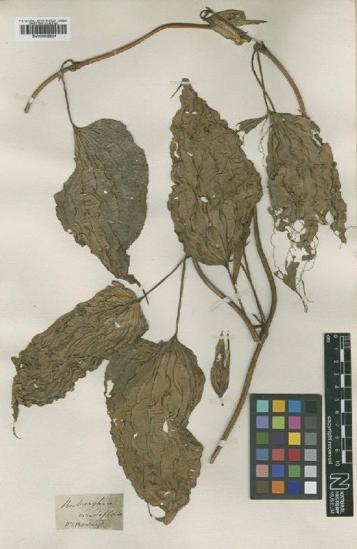 Roxburghia viridiflora Sm. - BM000958204