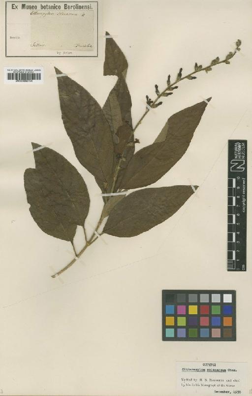 Citharexylum solanaceum Cham. - BM000992754