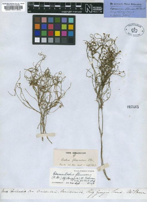 Desmocladus flexuosus (R.Br.) B.G.Briggs & L.A.S.Johnson - BM000574304