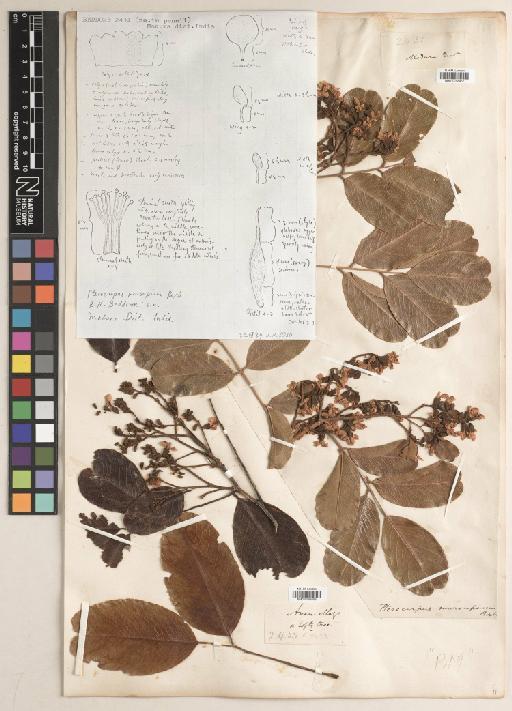 Pterocarpus marsupium Roxb. - BM010758453