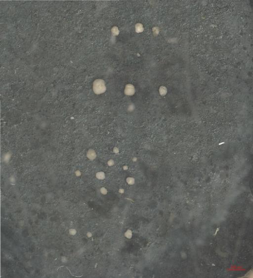Globigerina pachyderma Ehrenberg - ZF6058