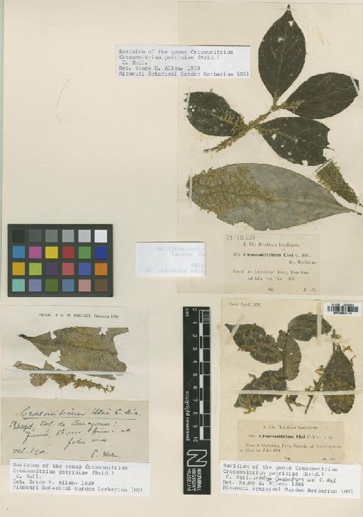 Crossomitrium patrisiae (Brid.) Müll.Hal. - BM000862116_a