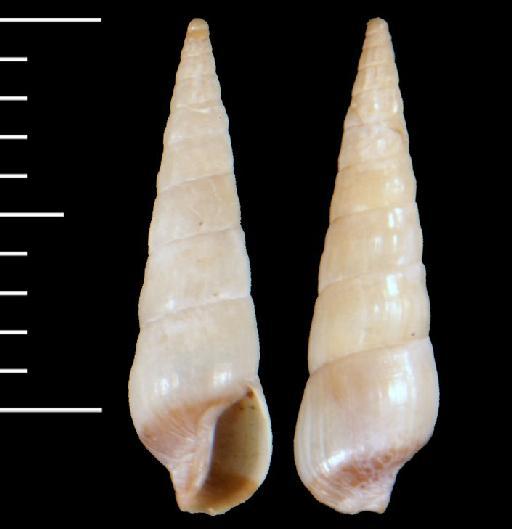Acus (Abretia) bicolor Angas, 1867 - 1870.10.26.52.2-6d