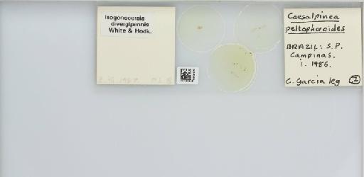 Isogonoceraia divergipennis White & Hodkinson, 1980 - 013482946_117198_1146273_157792_NonType_result