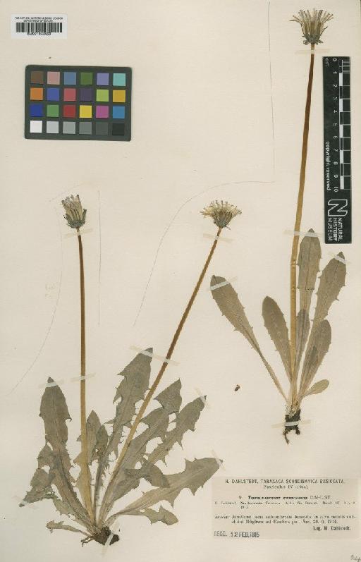 Taraxacum croceum Dahlst. - BM001043458