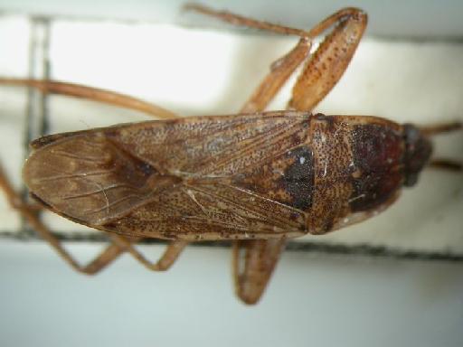Elasmolomus sordidus Fabricius - Hemiptera: Elasmolomus Sor