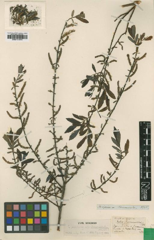 Salix rossmaessleri Willk. - BM001046084