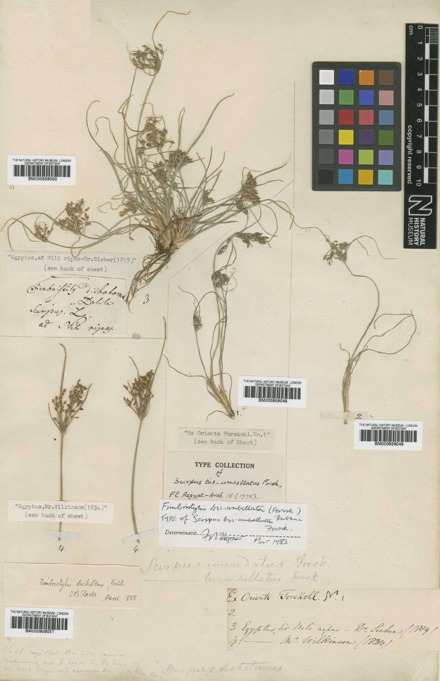 To the Natural History Museum, London (Fimbristylis bisumbellata (Forssk.) Bubani BM000959048 type 1)
