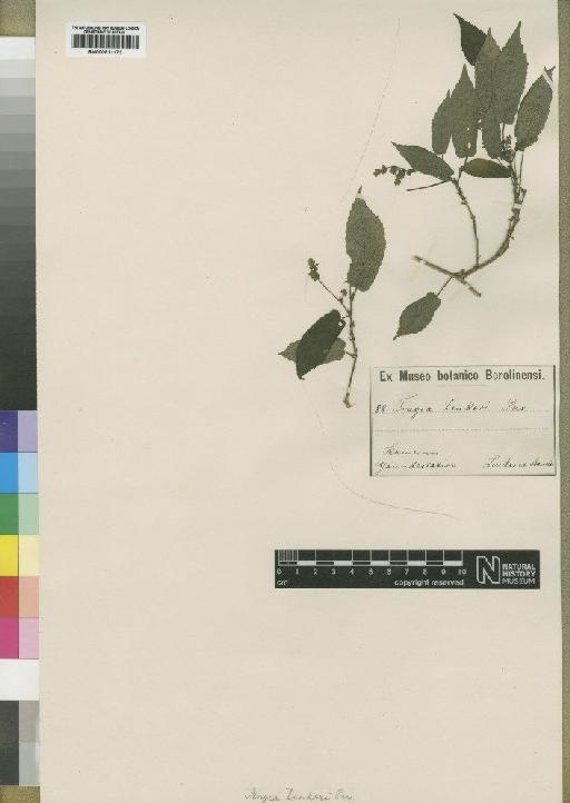 Tragia tenuifolia Benth. - BM000911173