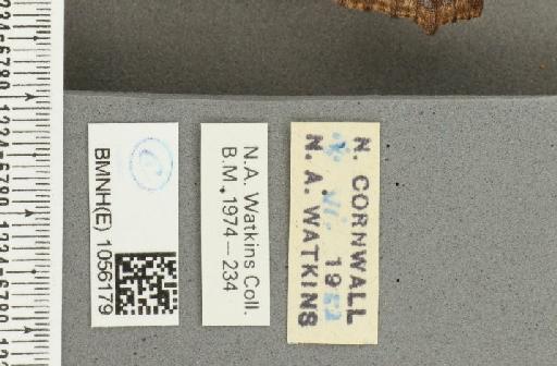 Aglais urticae ab. salmonicolor Raynor, 1906 - BMNHE_1056179_label_45631