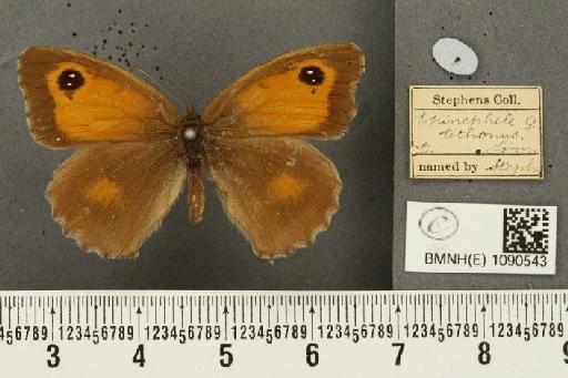 Pyronia tithonus britanniae (Verity, 1914) - BMNHE_1090543_850