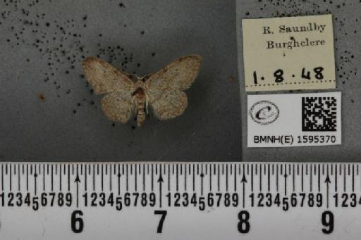 Idaea seriata (Schrank, 1802) - BMNHE_1595370_262704