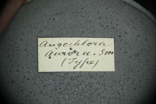 Augochlora aurora Smith, F., 1879 - Augochlora_aurora-NHMUK010265370-female-type-label2