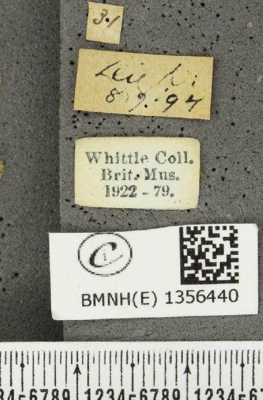 Thymelicus sylvestris (Poda, 1761) - BMNHE_1356440_label_159977