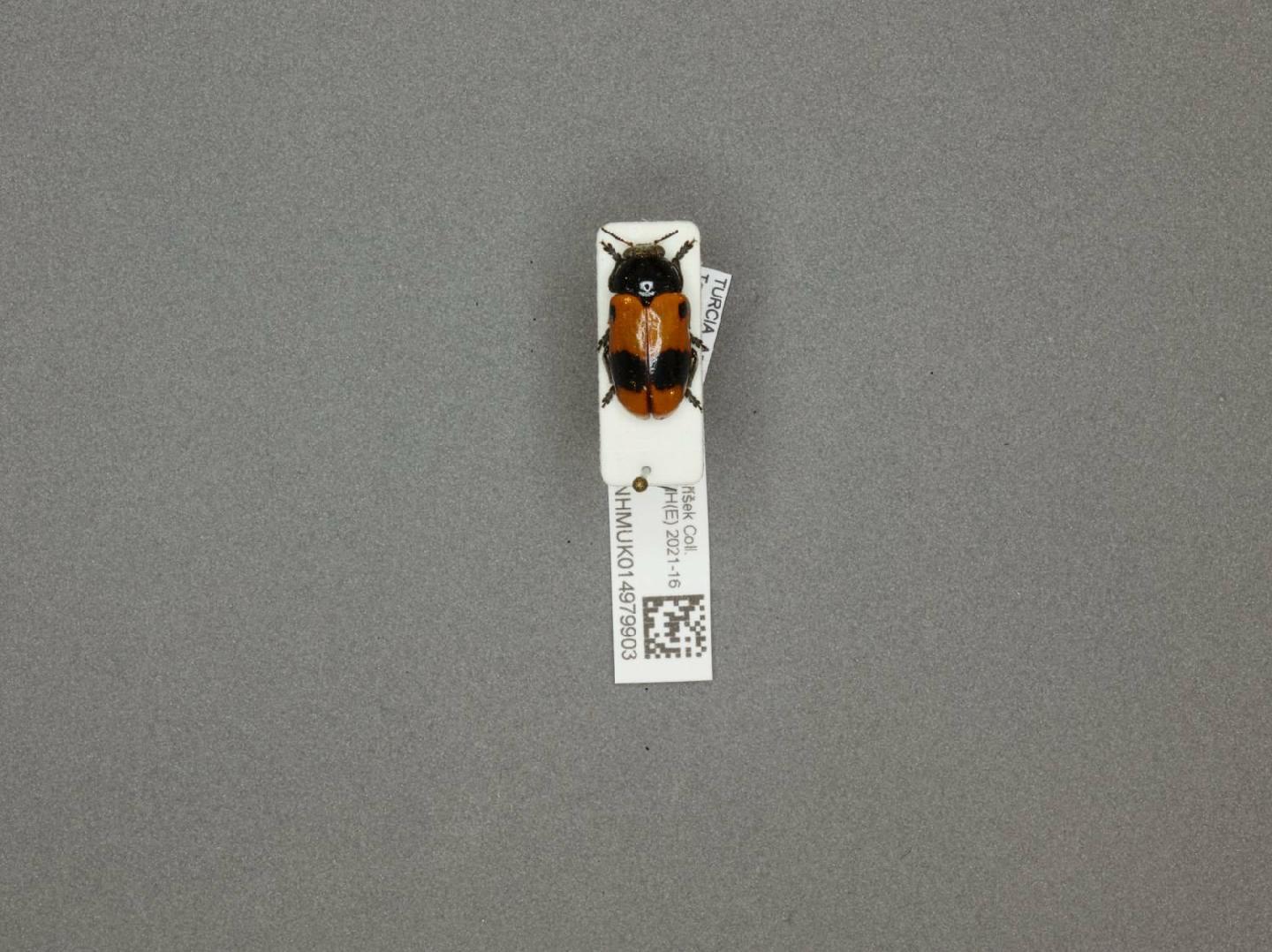 Clytra binominata