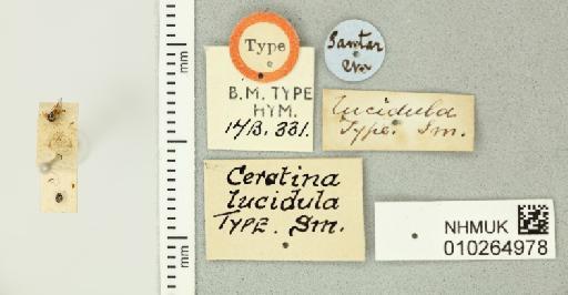 Ceratina lucidula Smith, F., 1854 - 010264978_835487_-