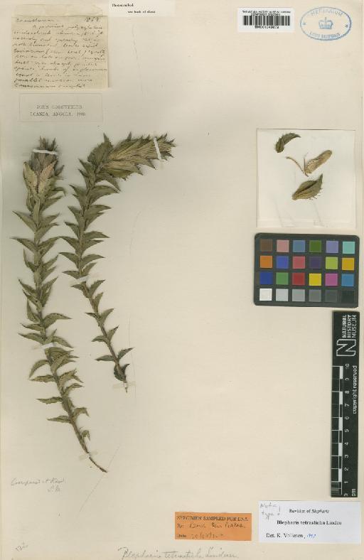 Belpharis tetrastricha Lindau - BM001046672