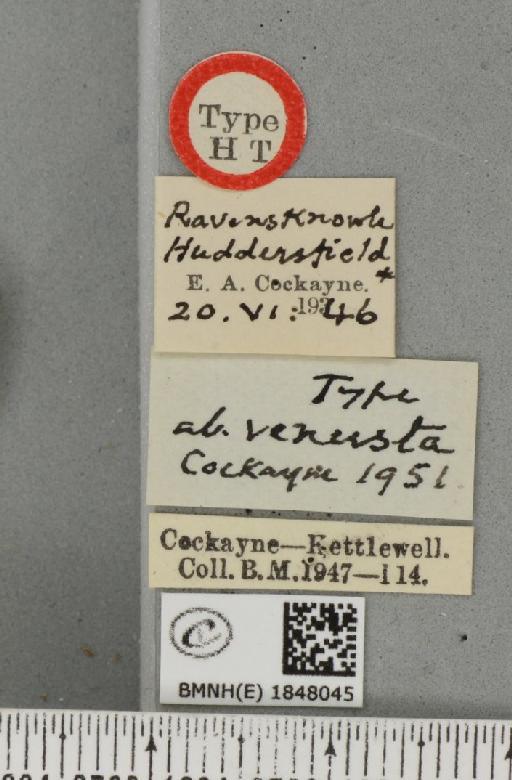 Abraxas grossulariata ab. venusta Cockayne, 1951 - BMNHE_1848045_label_418479