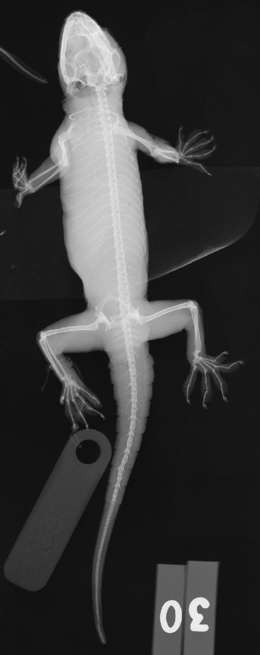 Hemidactylus flaviviridis Rüppell, 1835 - 30_BMHN 1973 430_2400ppp122.jpg